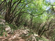 71 Ripasso nel bel bosco di carpini neri piegati a valle